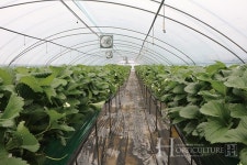 딸기 농가 이끄는 선장 역할 톡톡