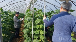 2018년 최고 품종은 해오름종묘 베테랑 오이