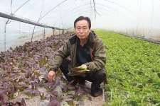 쌈채소와 수증기 재배의 만남··· 농가소득↑