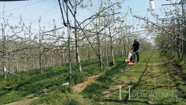명품 충주사과와 사랑에 빠지다