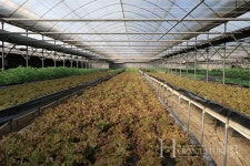 식물공장으로 건강한 농산물 생산하고파