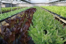 식물공장으로 건강한 농산물 생산하고파