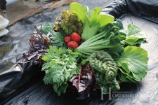 식물공장으로 건강한 농산물 생산하고파