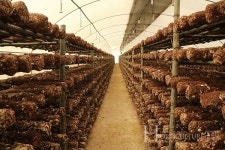 고품질 표고버섯, G마크 인증으로 날개 달다