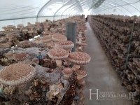 고품질 표고버섯, G마크 인증으로 날개 달다