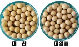 콩알이 둥글고 예쁜 장류콩 대찬