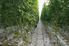 겨울철 심한 일교차와 보온 위주의 재배 환경,  시설딸기·토마토 병해충 주의