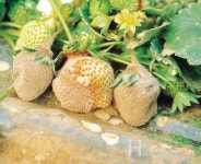 겨울철 심한 일교차와 보온 위주의 재배 환경,  시설딸기·토마토 병해충 주의