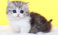 강남, 마포, 의정부 등 전국에서 심사 통과한 품종묘만 취급, 고양이 전문 분양샵 나비캣