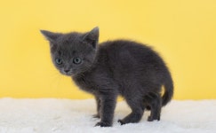 인천·강남 고양이분양 직영 나비캣, 먼치킨·러시안블루 등 우수품종묘 최대 300마리 분양중