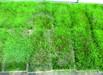 농업궁금증_Q&A 사과, 벼, 복숭아, 고추