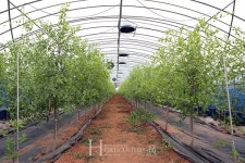 천황 대추 1년만에 수확, 고소득 보인다