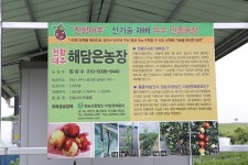 천황 대추 1년만에 수확, 고소득 보인다