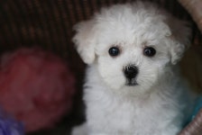 멀티 펫샵 펫인쥬, 양주 강아지 분양 및 진료, 미용, 쇼핑까지 한자리에 가능