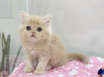 일산 고양이 분양, 멀티 펫샵 펫인쥬에서 가능