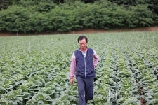 고랭지 배추 주산지 태백 매봉산 여름 배추 재배 현장을 가다