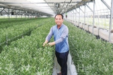 물 좋은 창원에서 자란 우리 국화 백마