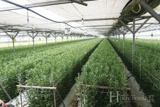 물 좋은 창원에서 자란 우리 국화 백마