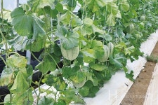 항산화가 필요하세요? 캔탈로프 멜론을 드셔보세요!