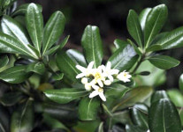 건조한 실내, 습도를 채워주는 돈나무