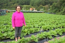 웃음으로 키운  항암배추,  건강한 절임배추  보내드려요!