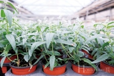 겨울에도 어울리는 샐비어 스위트 스노우