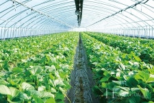 삼례딸기, 완주군 특산물의 새 얼굴 되다!