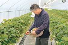 제천의 얼굴, 얼음딸기로 농가 경쟁력 살리다