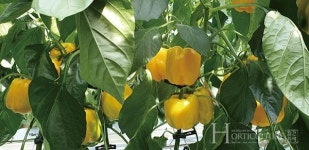 파프리카  산업 발전을 위한  초석을 다진다