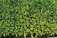 농업궁금증_Q&A 토마토, 멜론, 고추, 오이