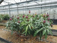 도전과  개척정신으로  경북 농업의  미래 열 것