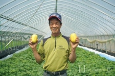 친환경으로 재배한 금사참외,  직판장에서 만나요~!