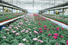 화훼산업 위기,  자신만의  자구책 찾아야