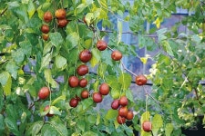 고품질 청양 대추,  결실 관리법은?