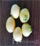 미래 고소득  아열대 품종  로즈애플