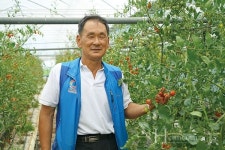 2억 매출의 비결은 깊은 단맛 친환경 퇴촌 토마토