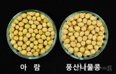우수성 검증된  콩나물 콩 아람