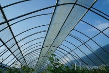 샤인머스캣 재배 7년차 청년농부, 고품질 포도 생산의 비결