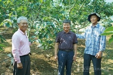 제2의 샤인머스캣  태추 단감