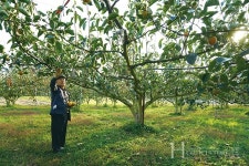 단감 마이스터가 선택한 우리 단감 원추