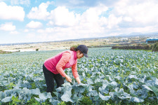 제주형 브로콜리 뉴탐라그린 농가 소득증대 기여