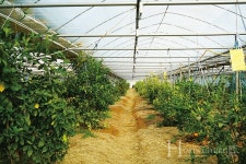 새콤달콤한 천혜향과 레드향 이제는 시흥에서 만나요