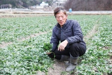 남해 시금치 재배 현장을 가다!