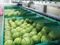 (주)그린랩스 팜모닝 멤버십 애플수박 패키지 1호 농가… 애플수박 전용 스마트팜 구축