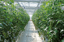 희소성 있는 품종을 선택해 경쟁력 길러야