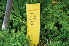 일본 수출 기대 신품종 프리지아 써니골드