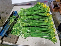 일본 수출 기대 신품종 프리지아 써니골드