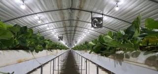 봄철 황사가 심해지면서 농작물 빛부족.. 엠지디세광 농업용 식물등으로 해결