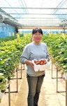 새콤달콤한 딸기 수확하며  자연의 소중함 배워요