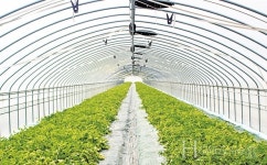 선명한 노란빛과 아삭하고 달콤한 맛으로 농가소득 쑥쑥